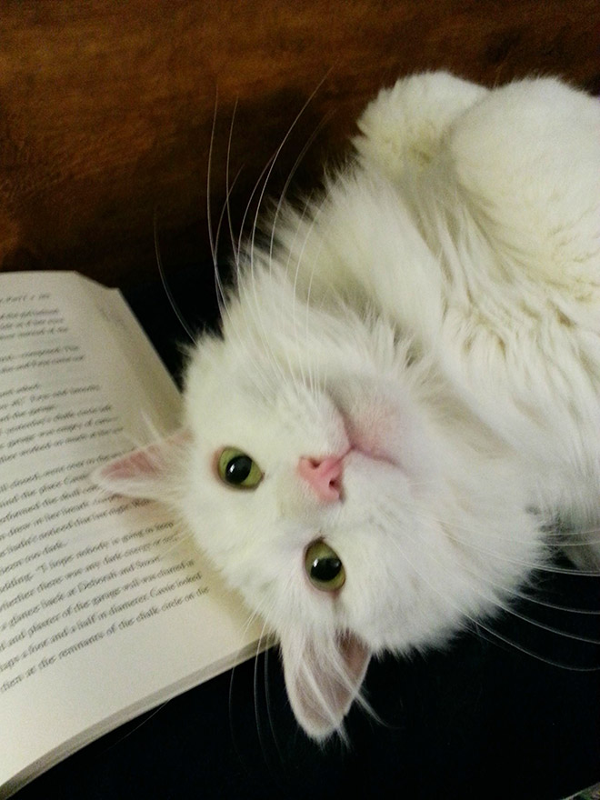 ¿Qué estás leyendo? ¡Déjame ayudar!