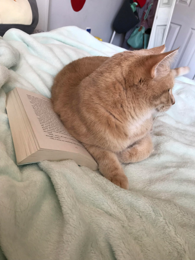 ¿Qué estás leyendo? ¡Déjame ayudar!