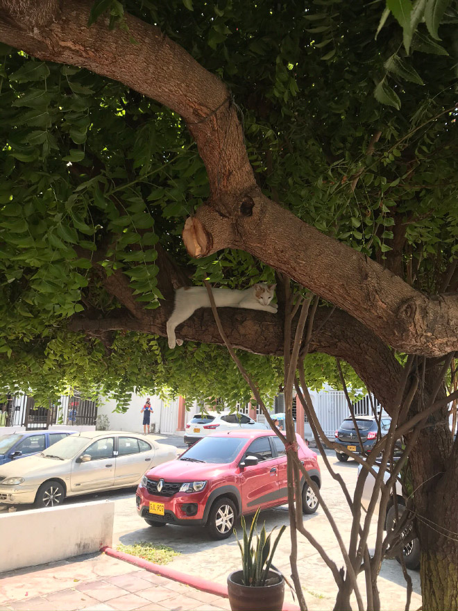Fruta de gato en un árbol.