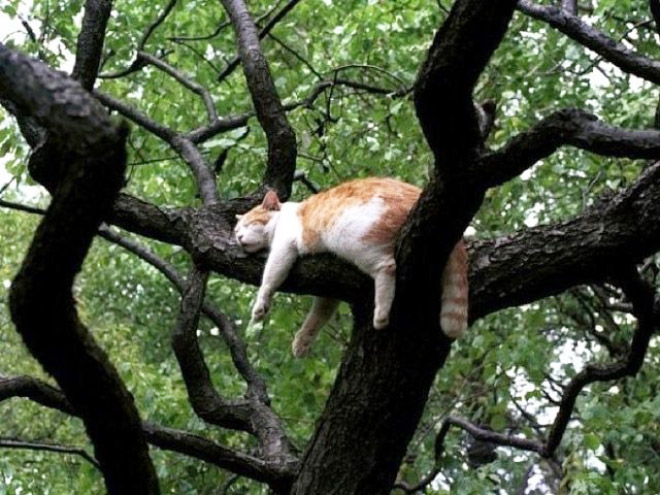 Fruta de gato en un árbol.