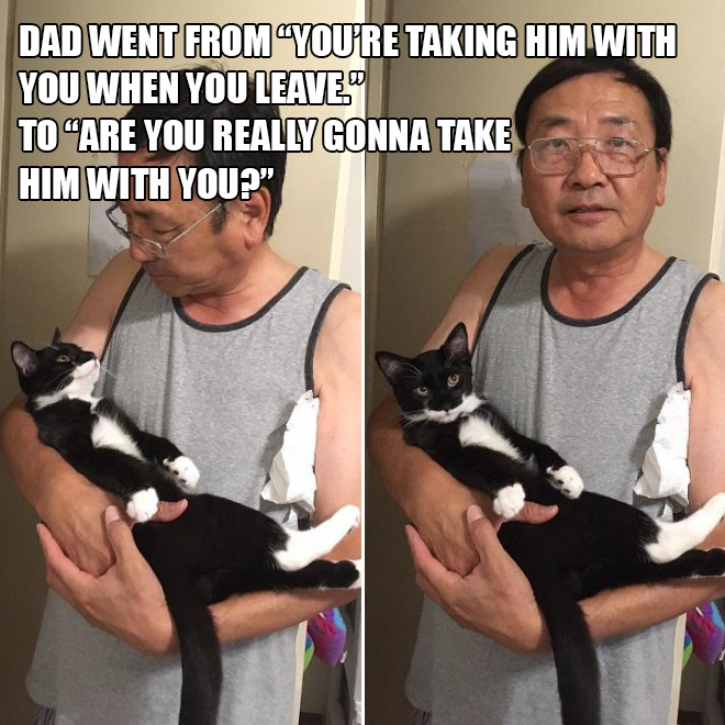 Papá versus gato.