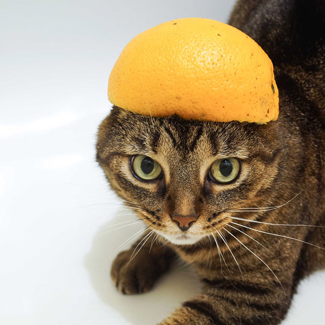 Gato con sombrero de cítricos.