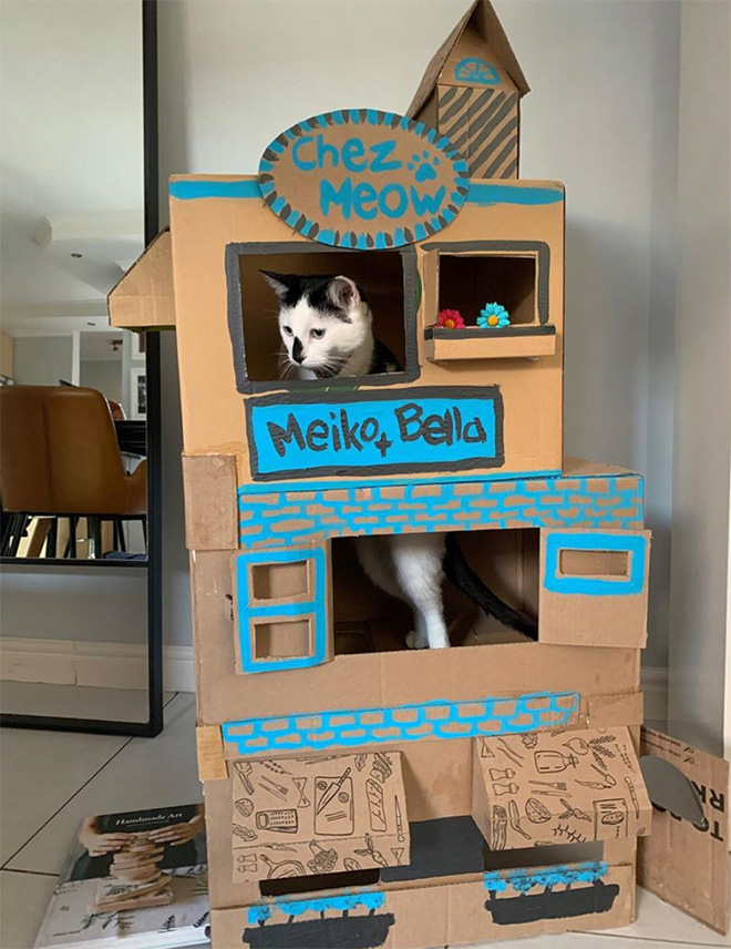 Caja de cartón épica para gatos.