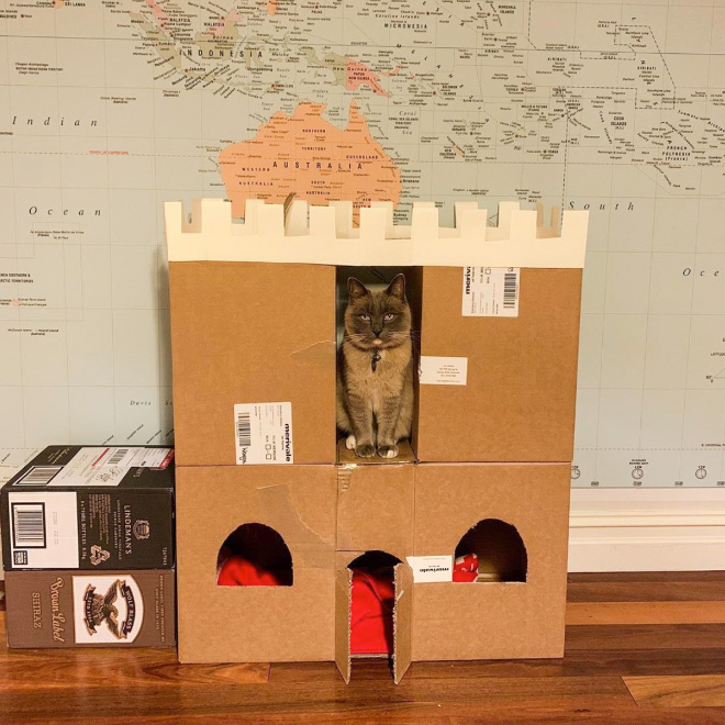 Caja de cartón épica para gatos.