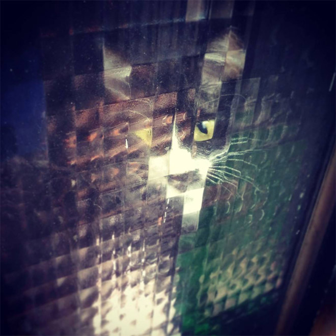 Gato de baja resolución detrás de puertas de vidrio pixeladas.