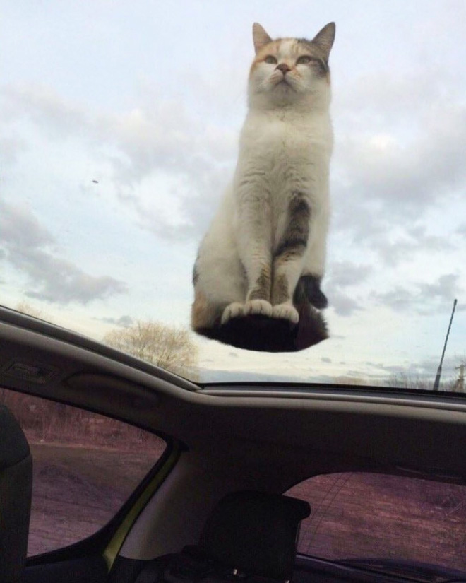 Este gato desafía las leyes de la física.