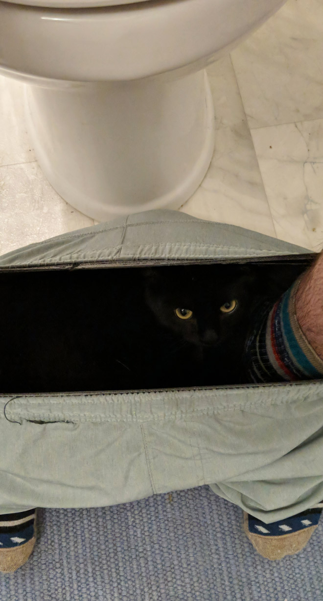 A los gatos realmente no les importa su privacidad.