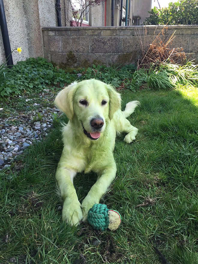 Esta imagen no está retocada. La hierba recién cortada realmente convertirá a tu perro en The Hulk.