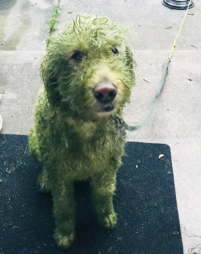 Esta imagen no está retocada. La hierba recién cortada realmente convertirá a tu perro en The Hulk.