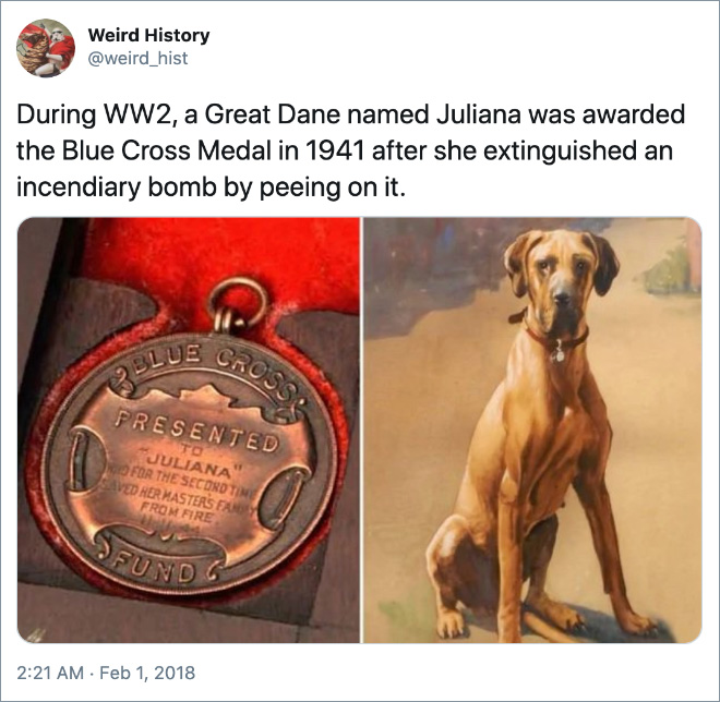 Durante la Segunda Guerra Mundial, un gran danés llamado Juliana recibió la Medalla de la Cruz Azul en 1941 después de extinguir una bomba incendiaria al orinar sobre ella.