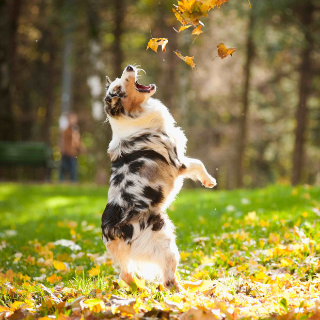 A algunos perros les encanta el otoño.