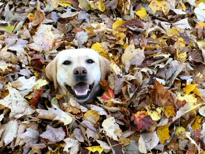 A algunos perros les encanta el otoño.