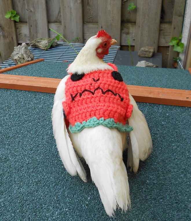 Suéter de pollo divertido.