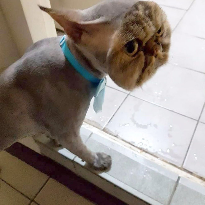 Cuando los gatos tienen un nuevo peinado para la cirugía ...