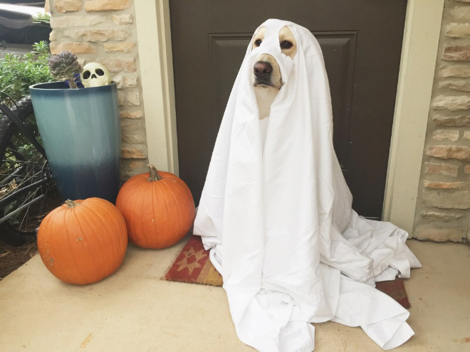 ¡Los perros fantasmas son terroríficos!