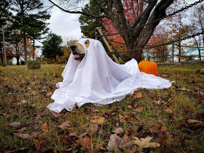 ¡Los perros fantasmas son terroríficos!