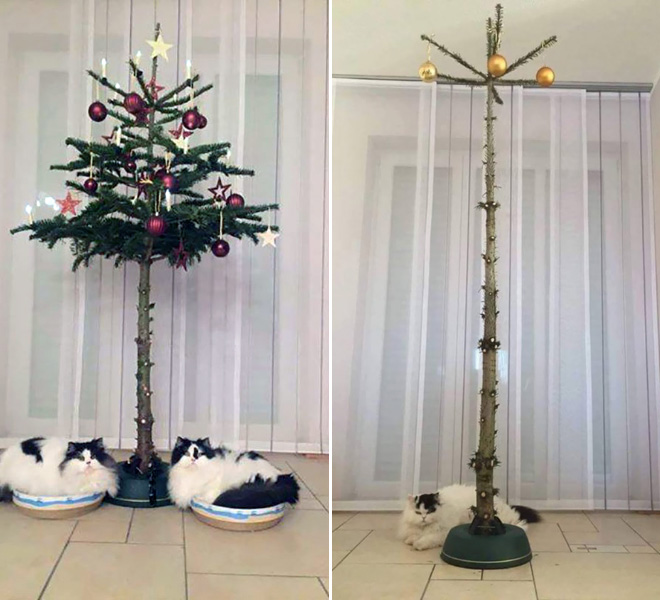 Protección de árboles de Navidad.