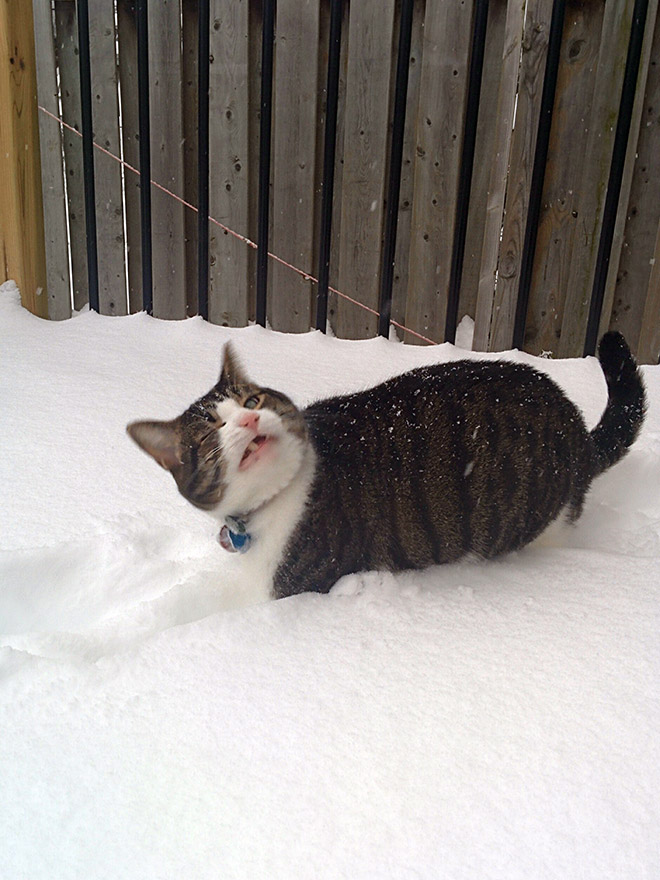 El gato se encuentra con la nieve por primera vez.