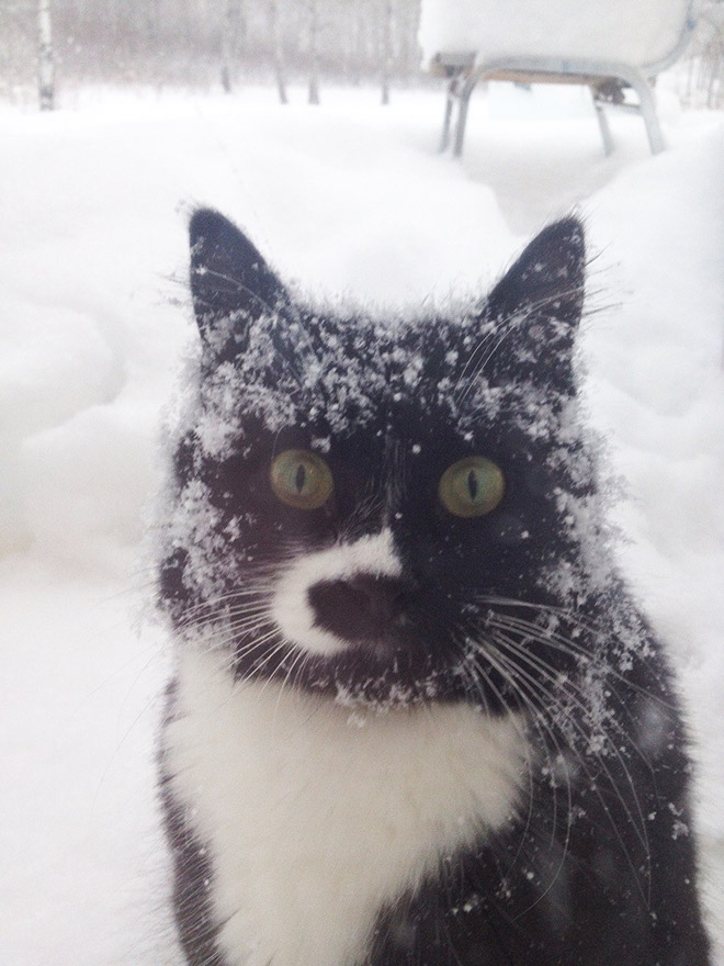 El gato se encuentra con la nieve por primera vez.