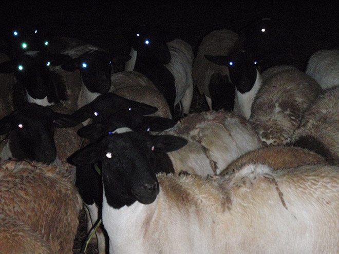 Las ovejas por la noche se ven aterradoras.