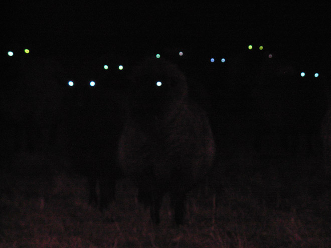 Las ovejas por la noche se ven aterradoras.