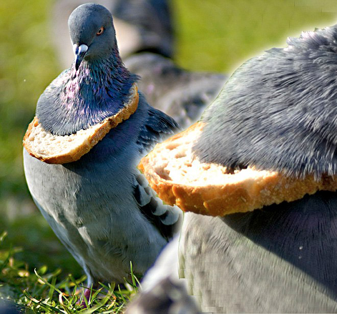 Paloma rica mostrando su collar de pan.