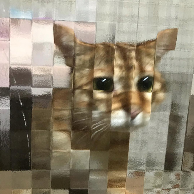 Gato pixelado detrás de puertas de vidrio.