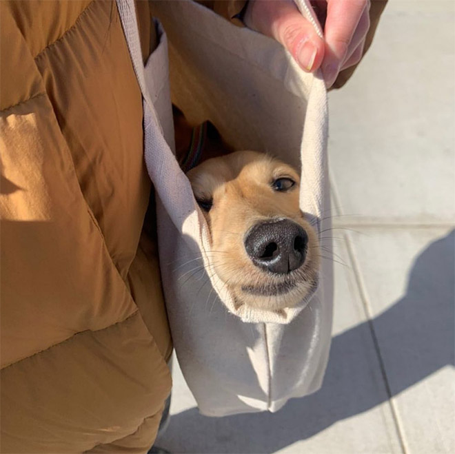 Perro en una bolsa.