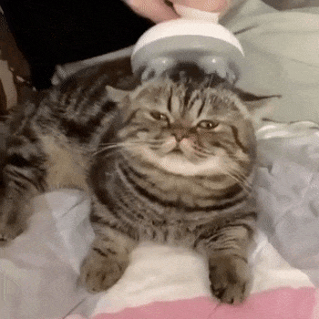 Masaje de cabeza de gato.