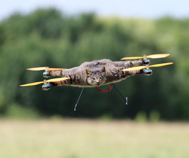 Drone de taxidermia para gatos.