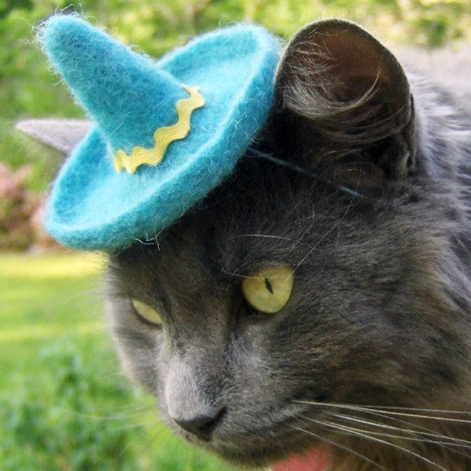 Sombrero de gato mexicano.