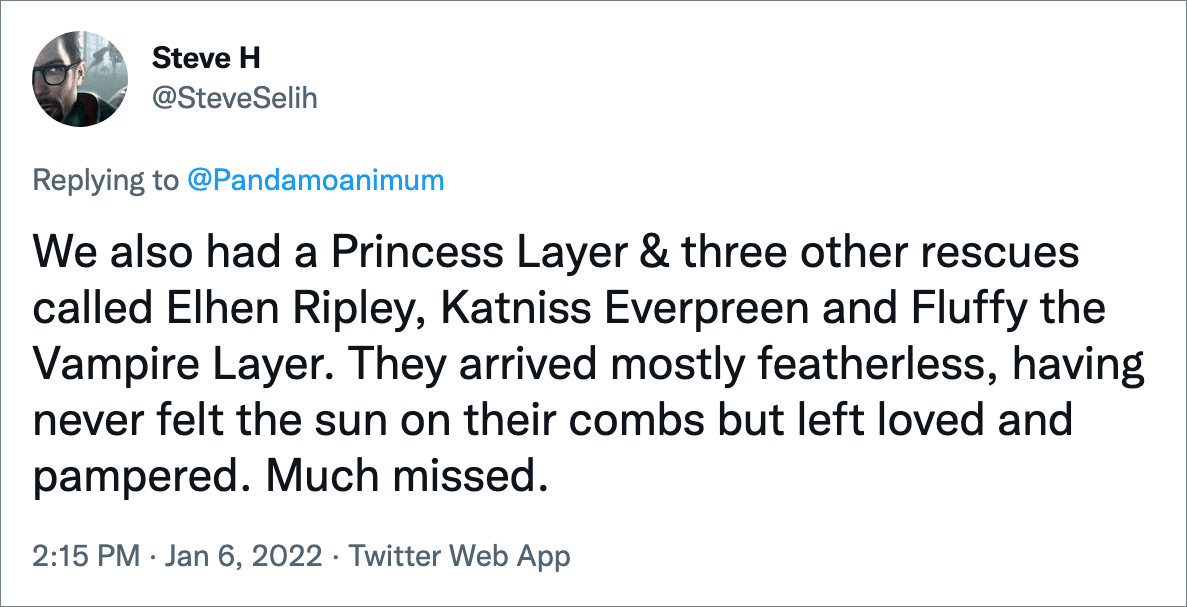 También tuvimos una Princess Layer y otros tres rescates llamados Elhen Ripley, Katniss Everpreen y Fluffy the Vampire Layer.  Llegaron en su mayoría sin plumas, sin haber sentido nunca el sol en sus crestas, pero se fueron amados y mimados.  Mucho extrañado.