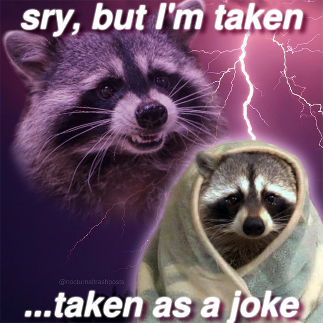 Los memes de mapache son los mejores memes.