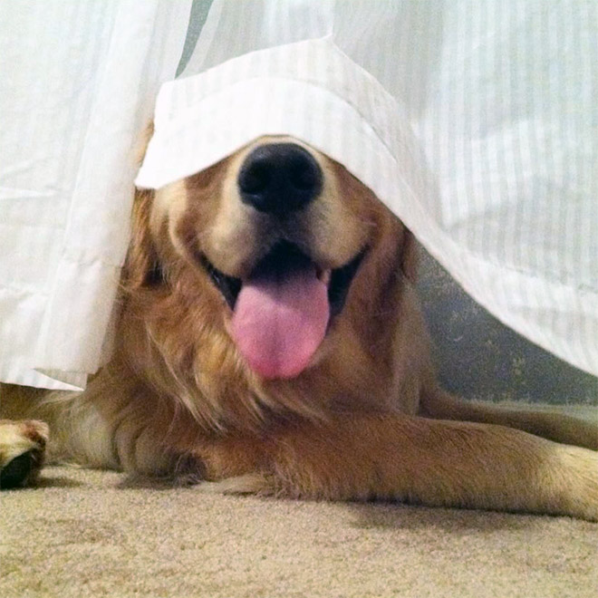 Los perros son terribles para esconderse.