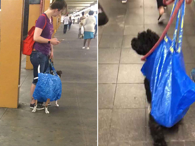 Perros en bolsas de IKEA.