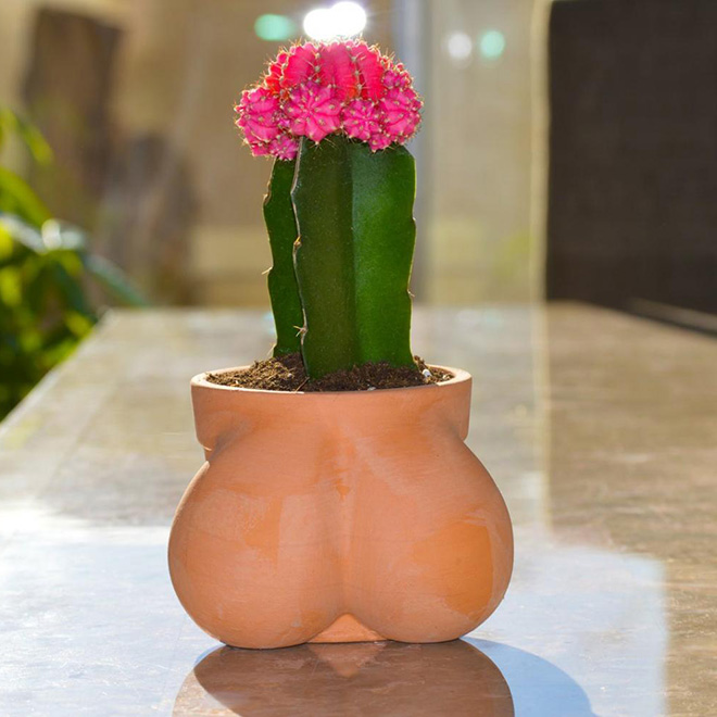 Jardinera de cactus en forma de bola.