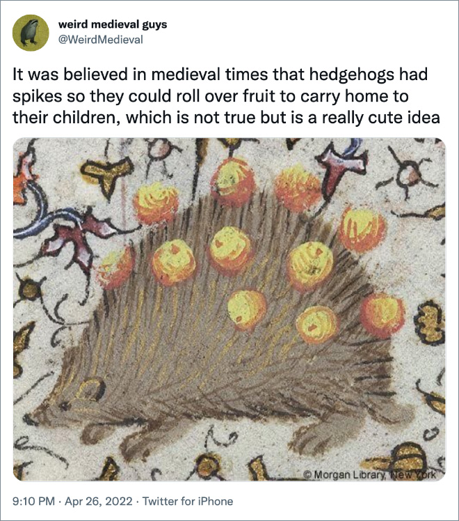 En la época medieval se creía que los erizos tenían púas para poder rodar sobre la fruta y llevársela a sus hijos, lo cual no es cierto, pero es una idea muy linda.