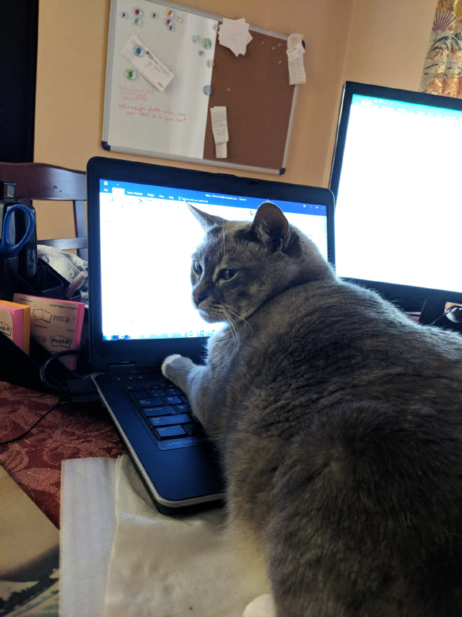 Gato ayudando a trabajar desde casa.