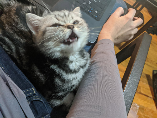 Gato ayudando a trabajar desde casa.
