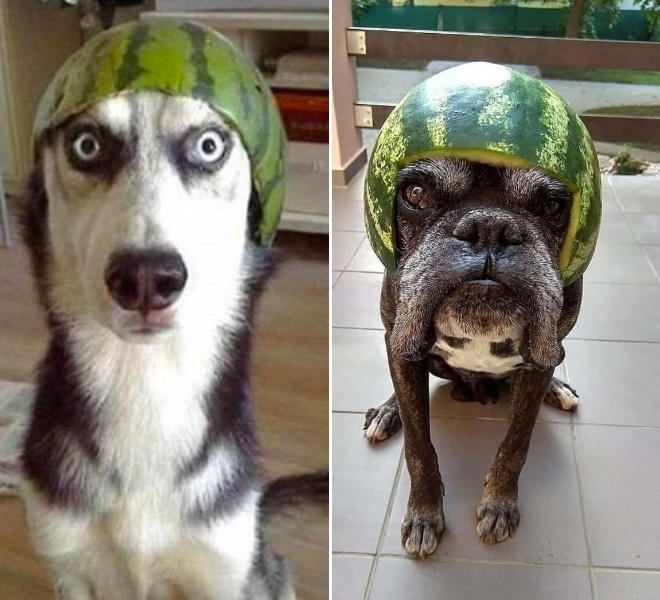Perros con cascos de sandía.