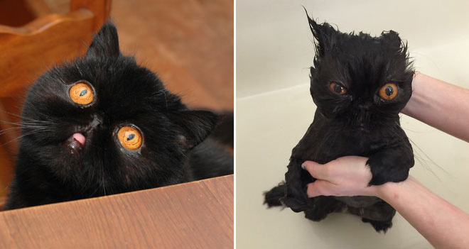 Gato antes y después del baño.