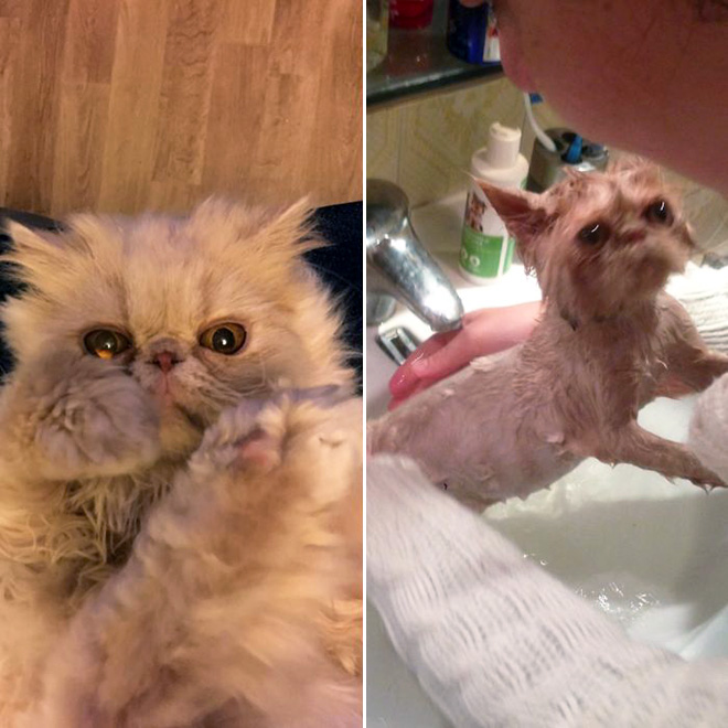 Gato antes y después del baño.