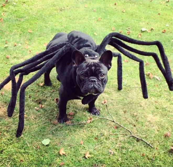 Disfraz de perro araña para Halloween.