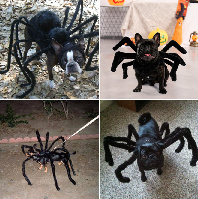 Disfraces de Halloween para perros araña.