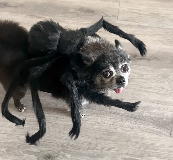 Disfraz de perro araña para Halloween.