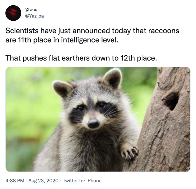 Los científicos acaban de anunciar hoy que los mapaches ocupan el puesto 11 en inteligencia.  Esto deja a los Flatheads en el puesto 12.