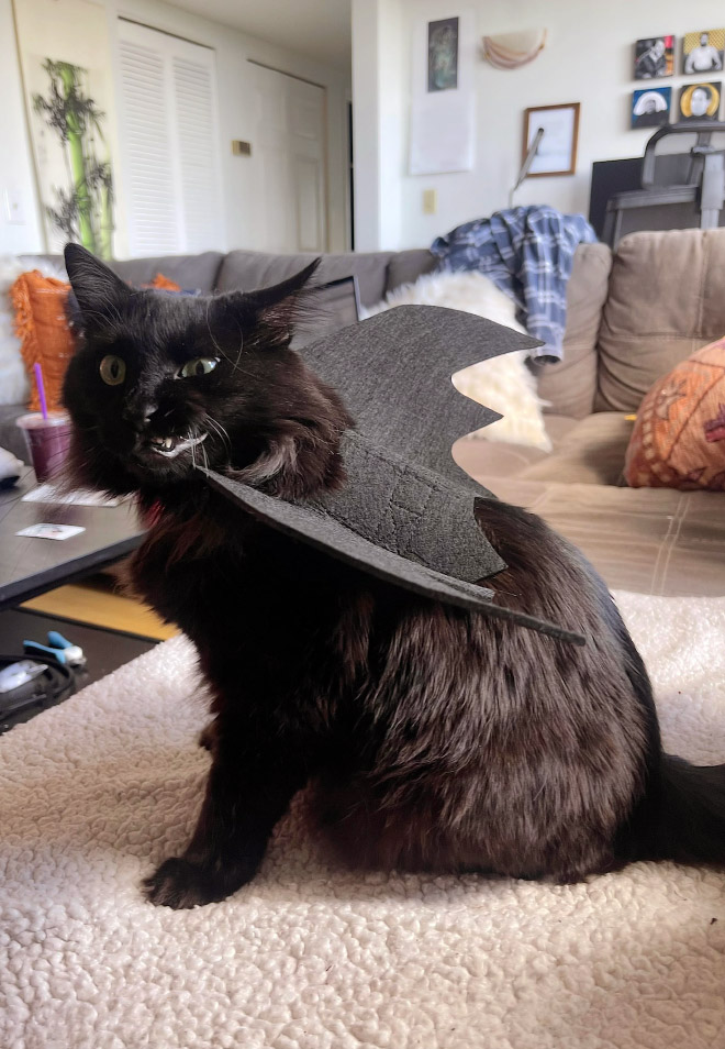 Disfraz de gato con alas de murciélago para Halloween.