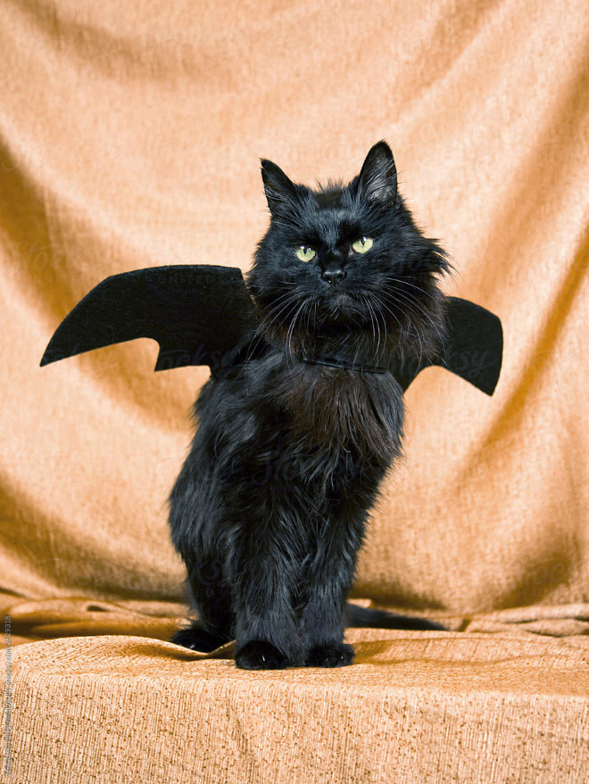 Disfraz de gato con alas de murciélago para Halloween.