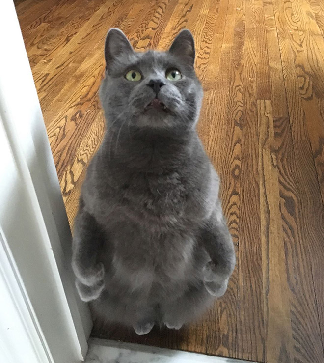 A algunos gatos les gusta ponerse de pie como si fueran humanos.