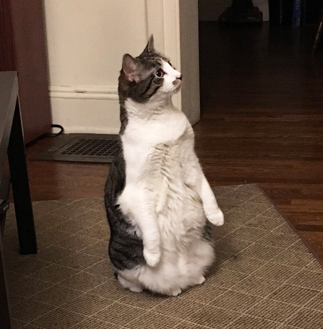 A algunos gatos les gusta ponerse de pie como si fueran humanos.